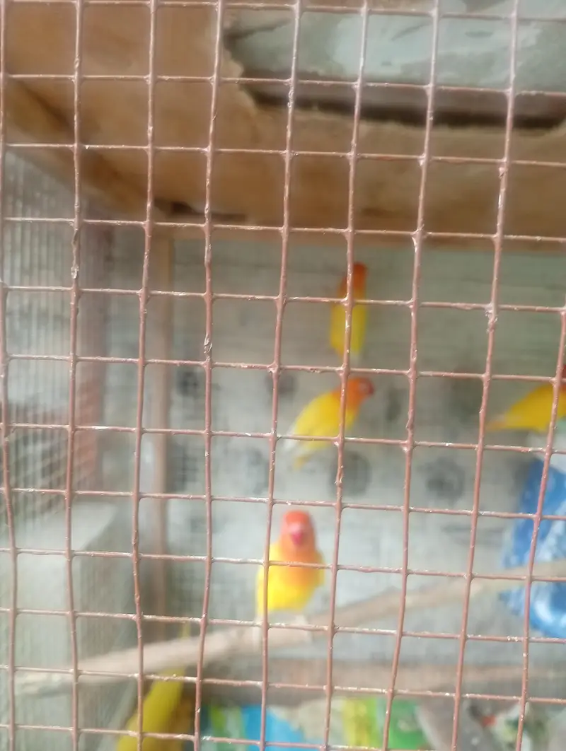 4 pairs of breeding love bird — photo 7