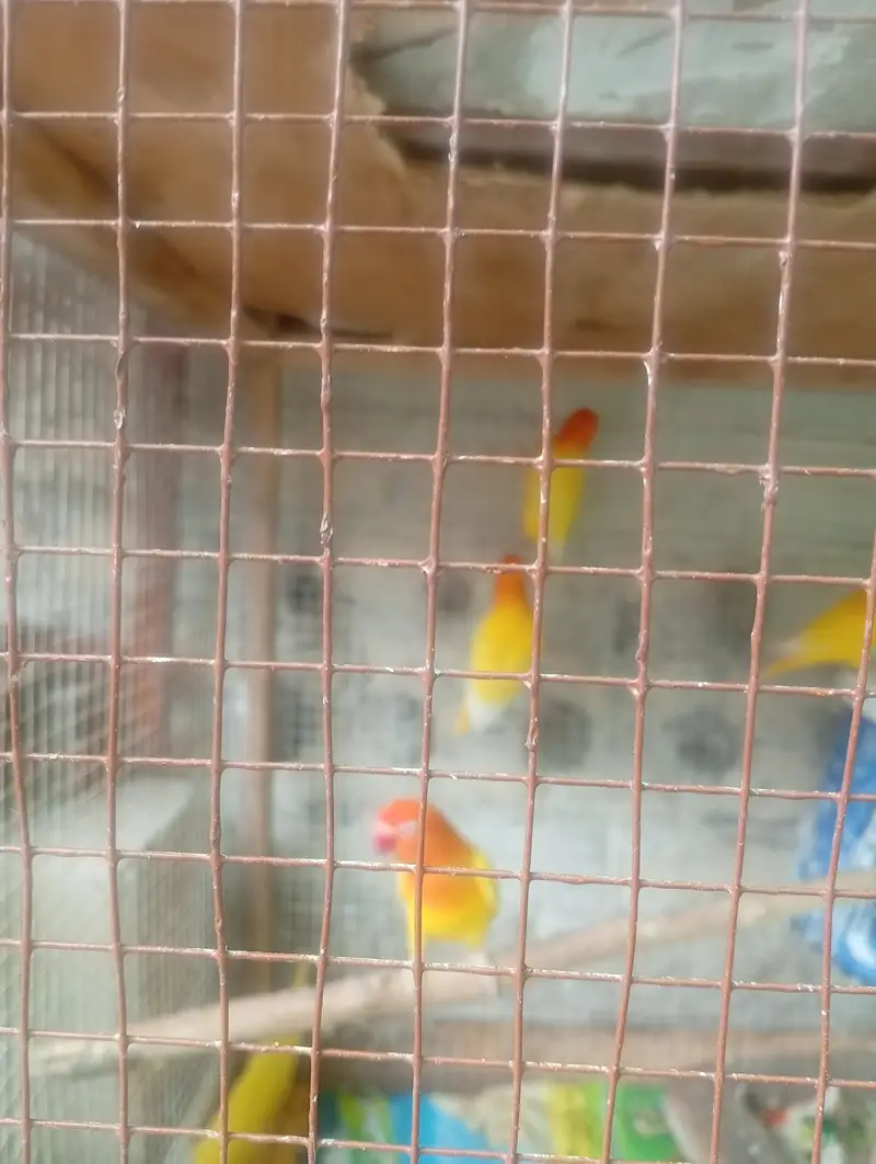 4 pairs of breeding love bird — photo 8