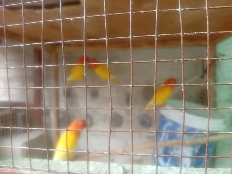4 pairs of breeding love bird — photo 9