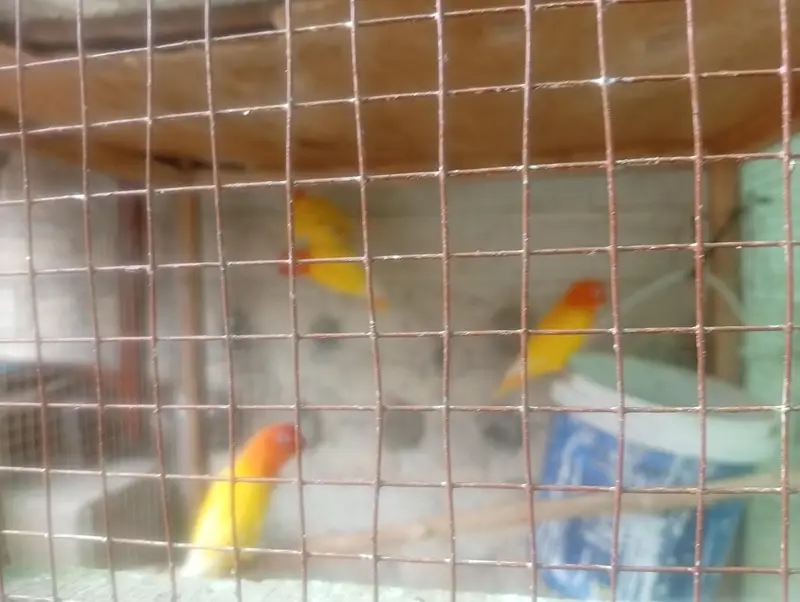 4 pairs of breeding love bird — photo 10