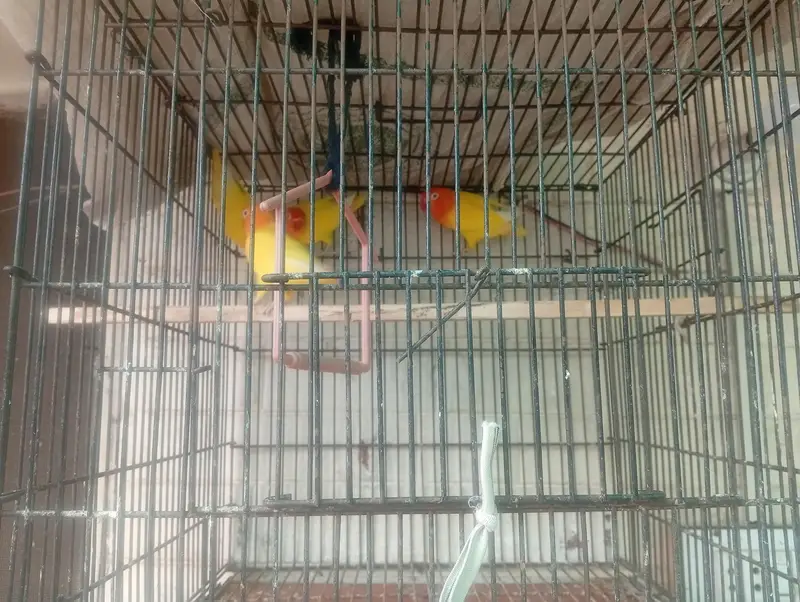 4 pairs of breeding love bird — photo 11