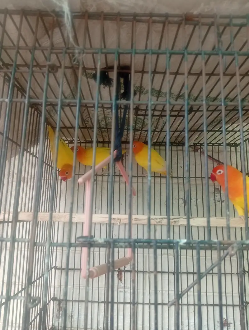 4 pairs of breeding love bird — photo 12