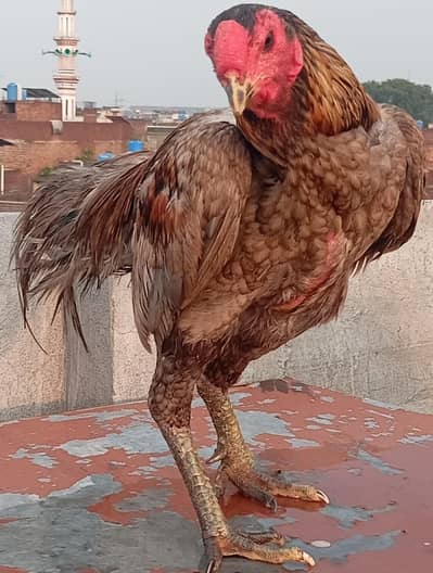 2 Years Old Aseel Type Rooster | 4–5 KG Heavy Desi Murgha,