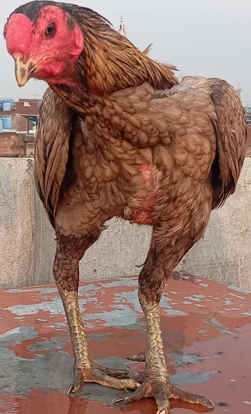 2 Years Old Aseel Type Rooster | 4–5 KG Heavy Desi Murgha, — photo 2
