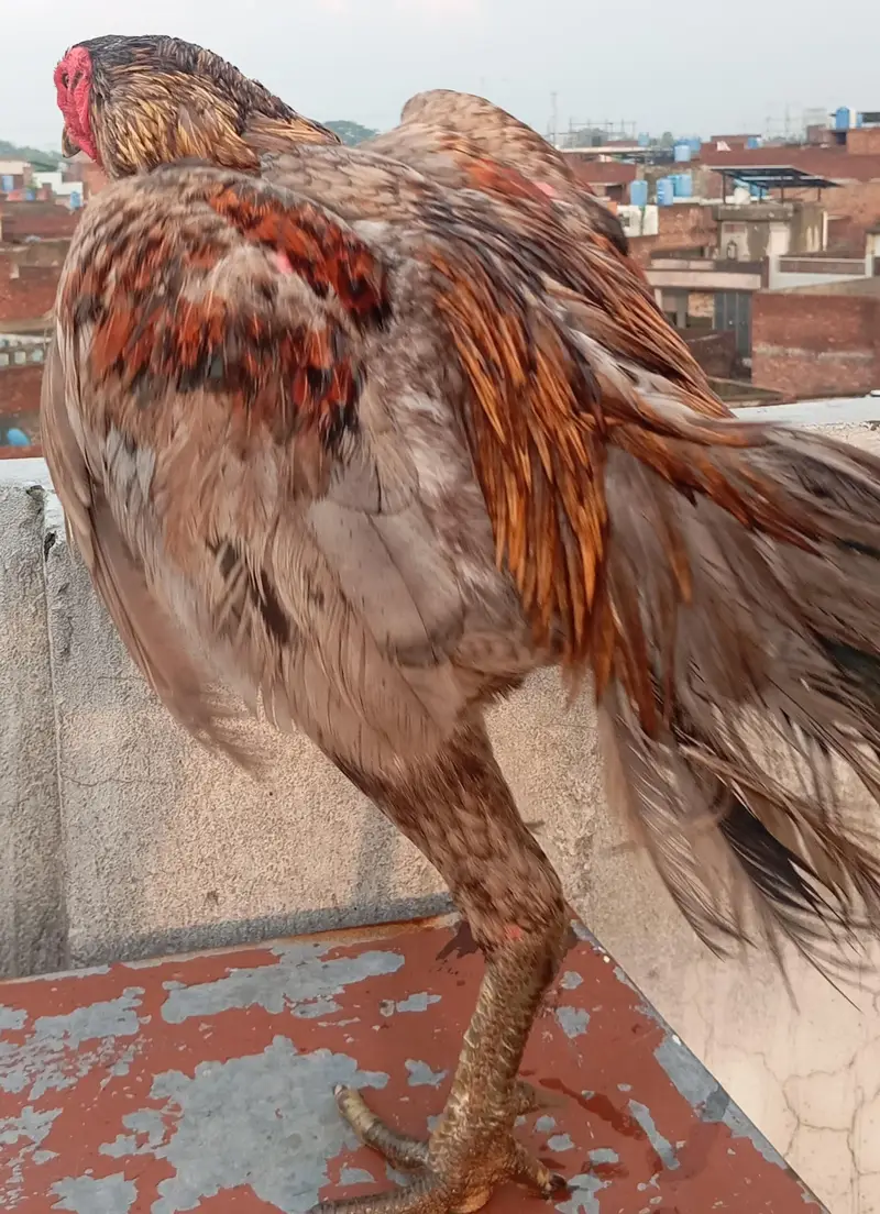 2 Years Old Aseel Type Rooster | 4–5 KG Heavy Desi Murgha, — photo 3