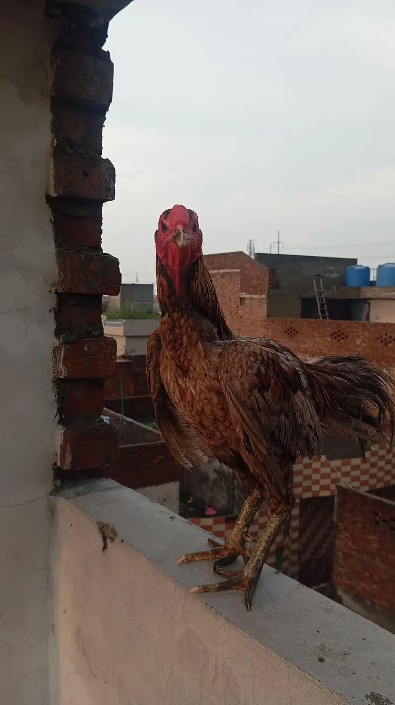 2 Years Old Aseel Type Rooster | 4–5 KG Heavy Desi Murgha, — photo 4