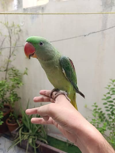HAND TAME TALKING PARROT FOR SALE (03246300345)