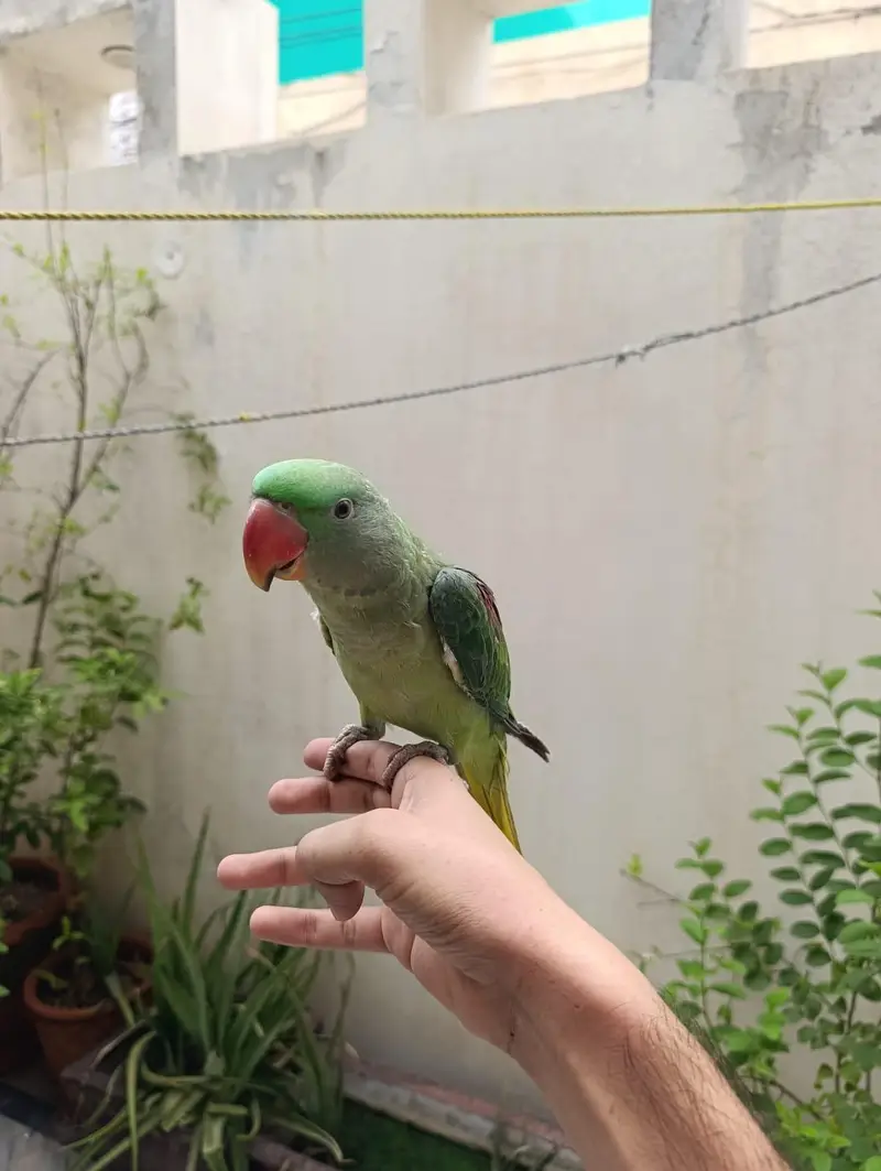 HAND TAME TALKING PARROT FOR SALE (03246300345) — photo 2