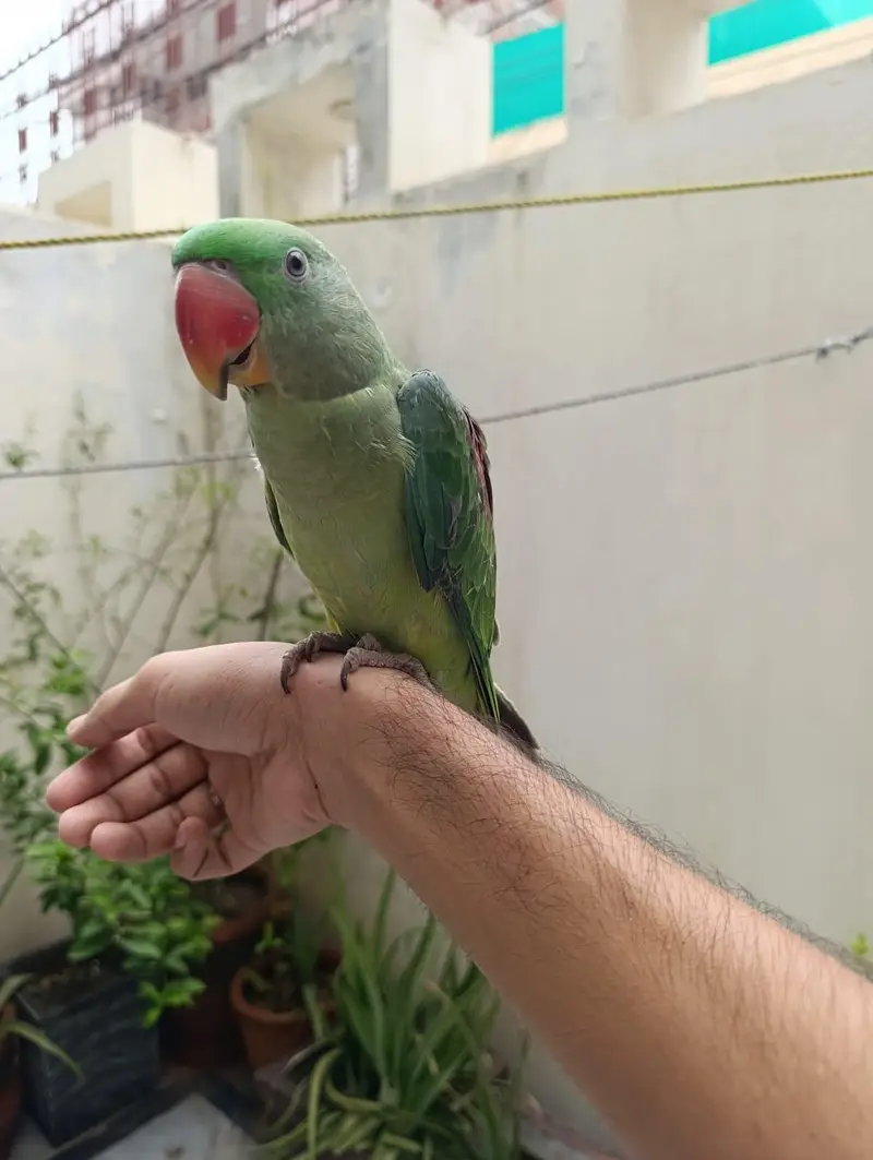 HAND TAME TALKING PARROT FOR SALE (03246300345) — photo 3