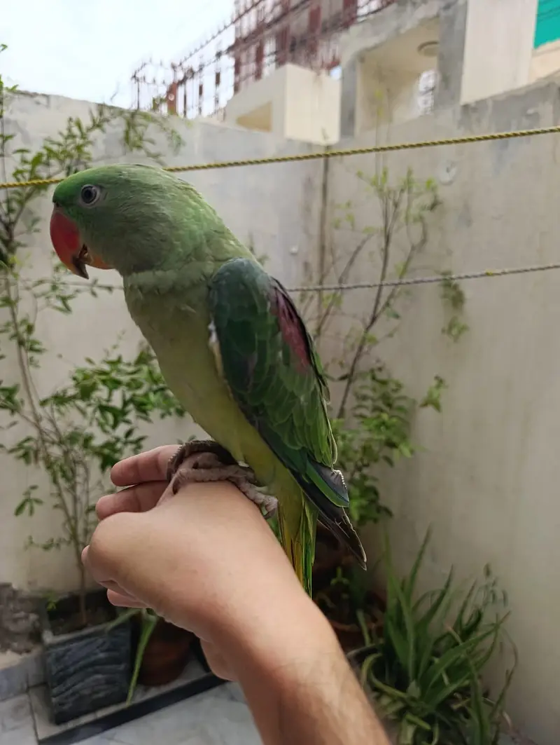 HAND TAME TALKING PARROT FOR SALE (03246300345) — photo 4