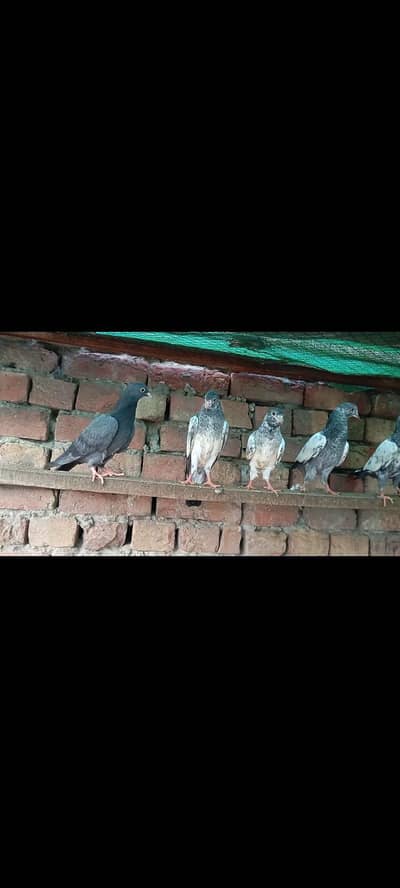 Breeder Pair | Royal Teddy | Golden | pathe | kabotar | kabooter fly