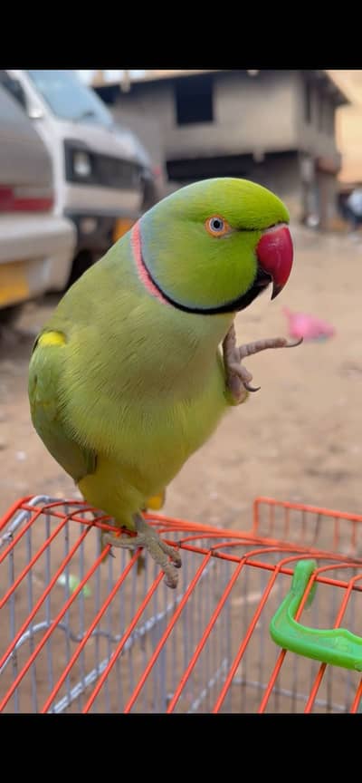 Ringneck  parrot