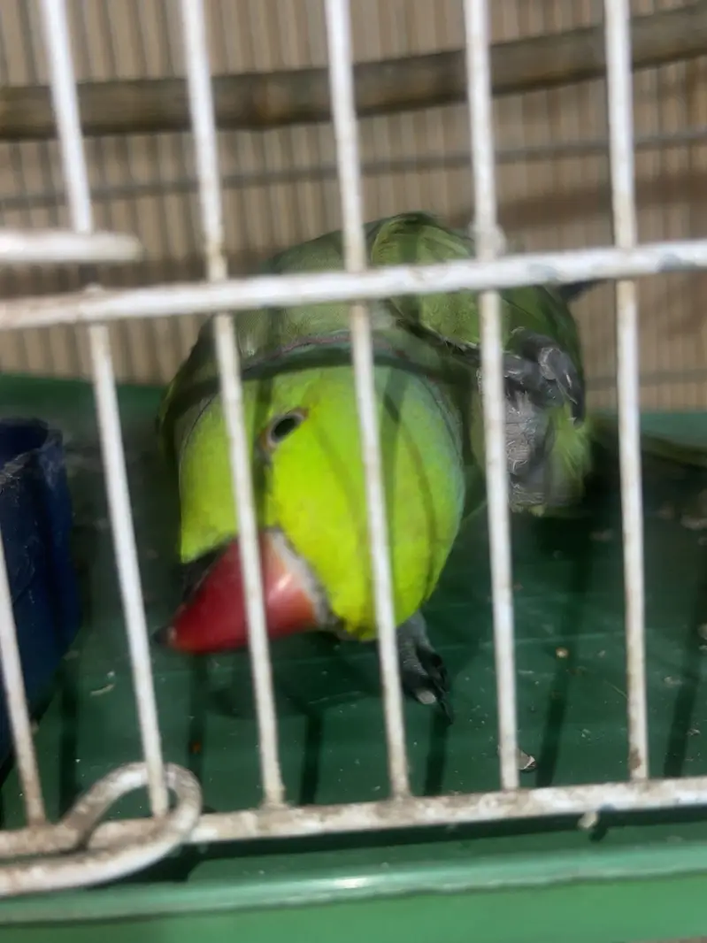 Ringneck  parrot — photo 2