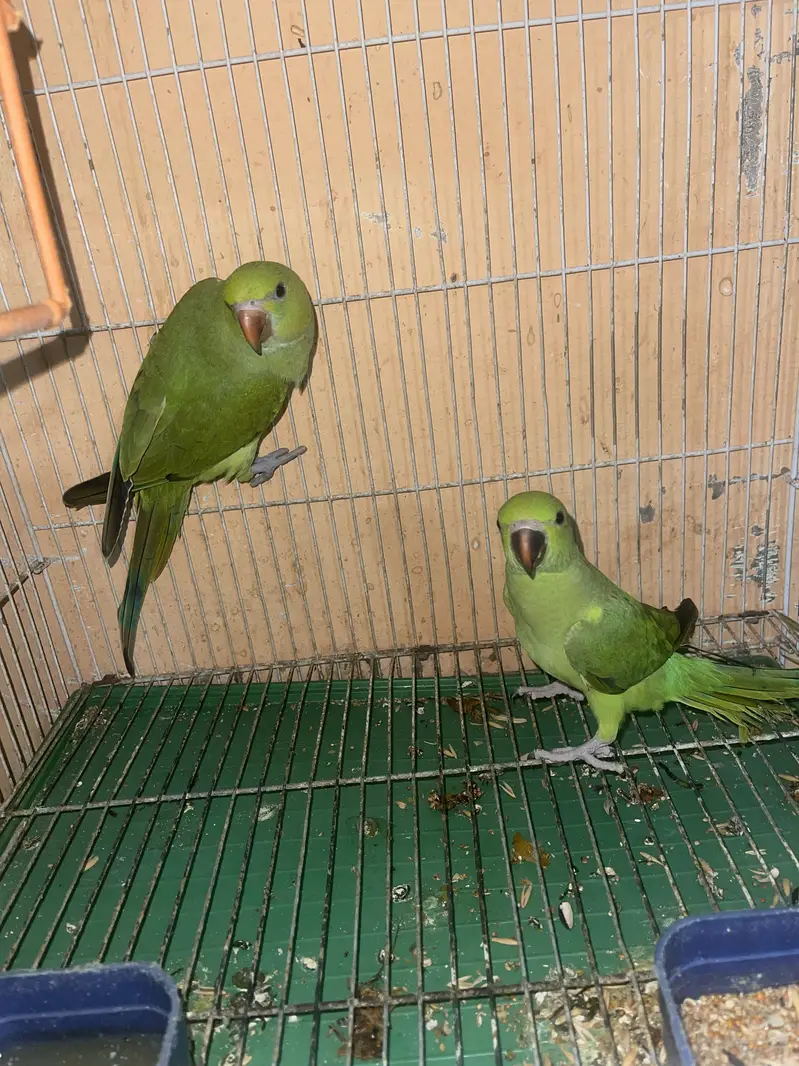 Ringneck  parrot — photo 3