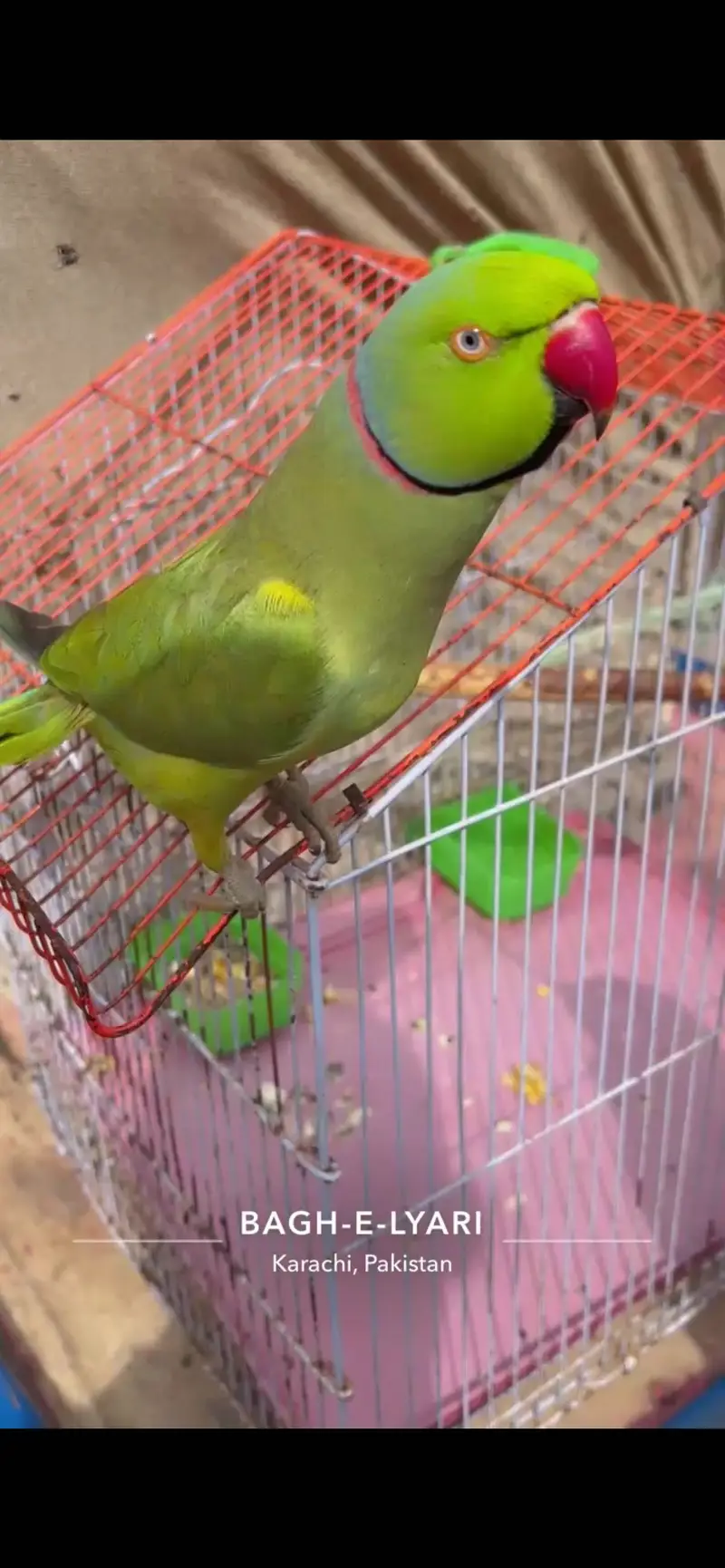 Ringneck  parrot — photo 4
