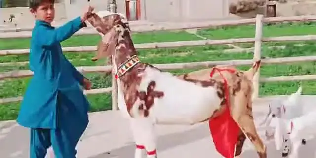 3 Bacchon Ka Sath Desi Bakri For Sale call _03288110750 — photo 2