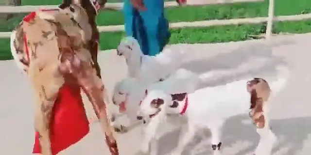 3 Bacchon Ka Sath Desi Bakri For Sale call _03288110750 — photo 5