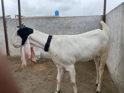 gubai pateri bakri