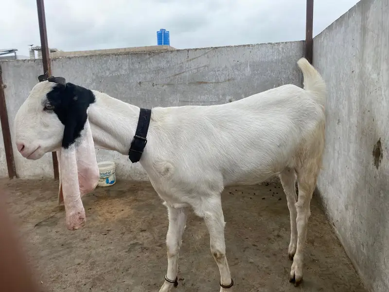 gubai pateri bakri — photo 2