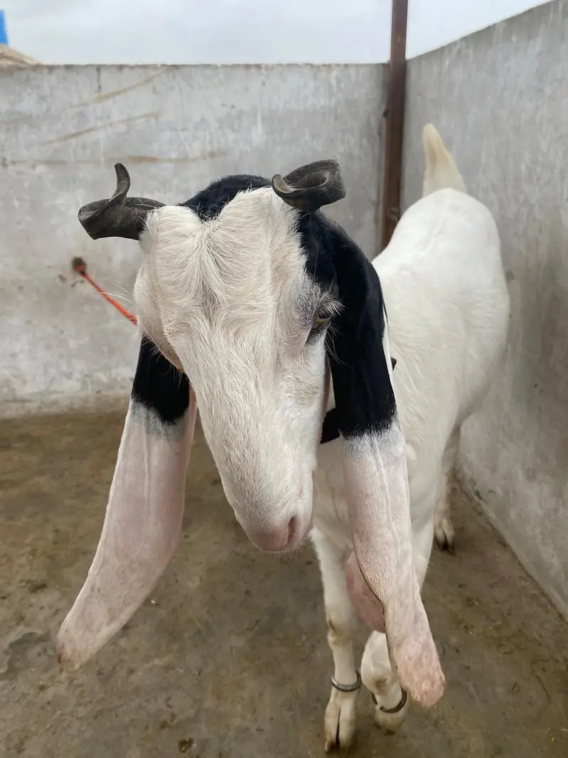 gubai pateri bakri — photo 3