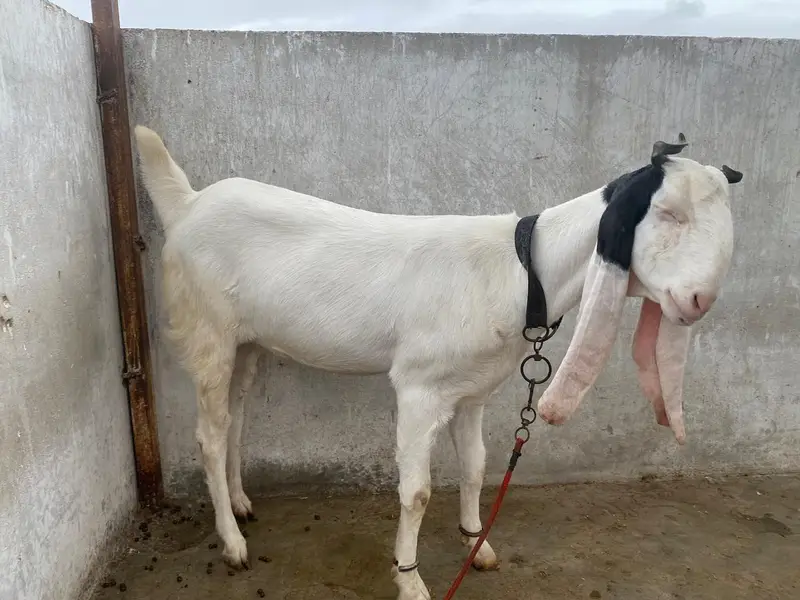 gubai pateri bakri — photo 4