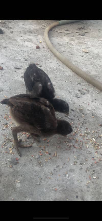 Thai Aseel chicks top quality