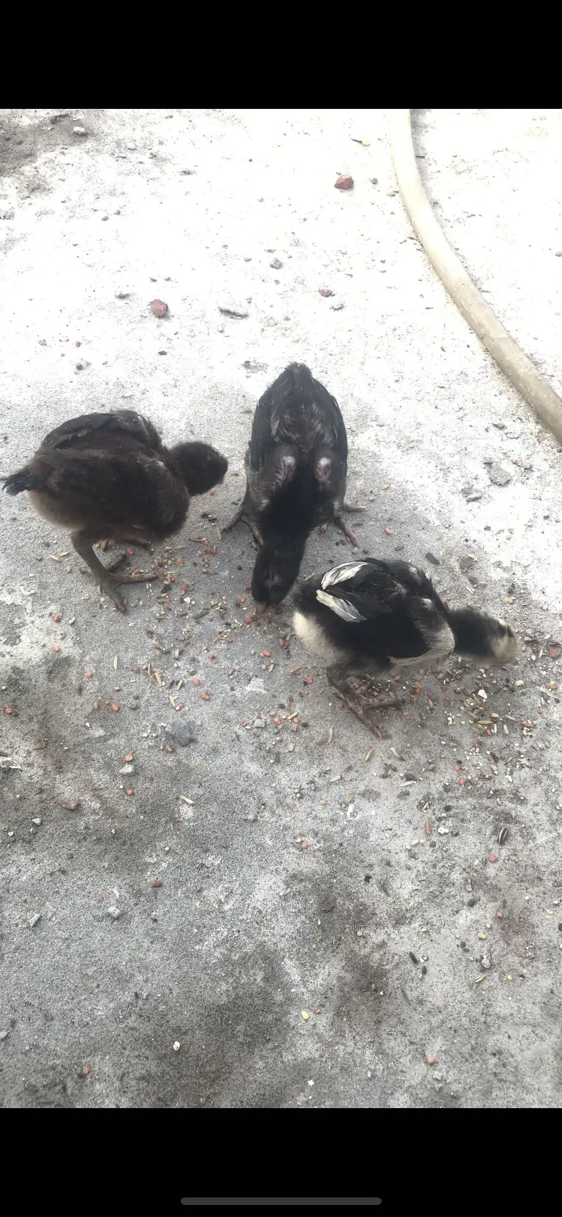 Thai Aseel chicks top quality — photo 2