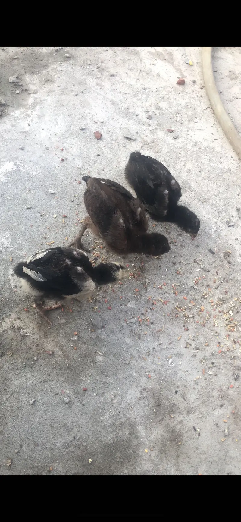 Thai Aseel chicks top quality — photo 3