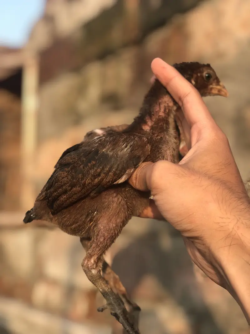 Thai Aseel chicks top quality — photo 4
