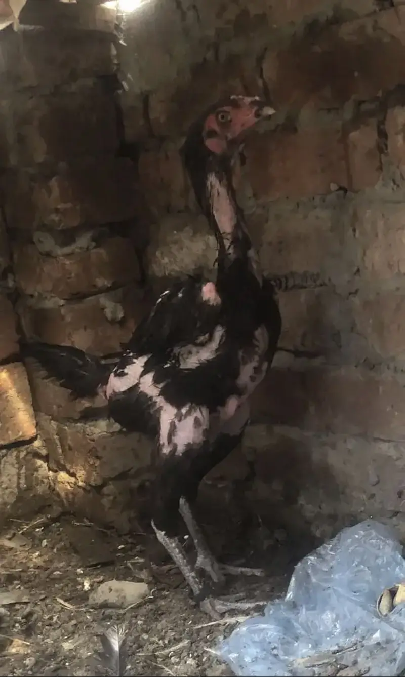Thai Aseel chicks top quality — photo 11