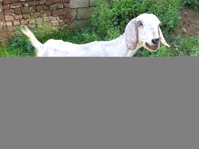 Deasi goat