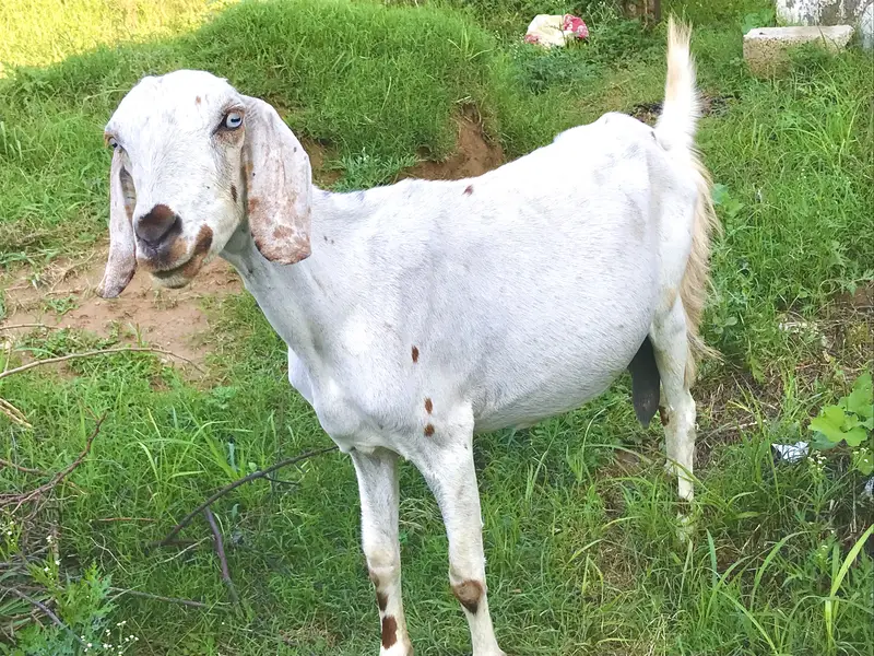 Deasi goat — photo 2