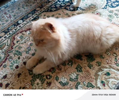 Persian cats for sale,