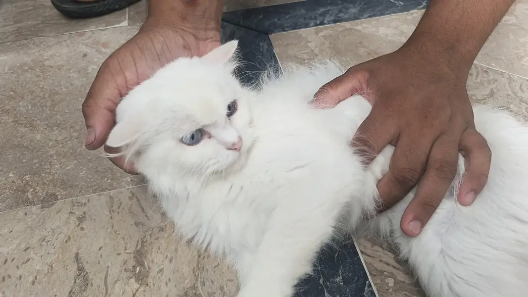 Persian cats for sale, — photo 2