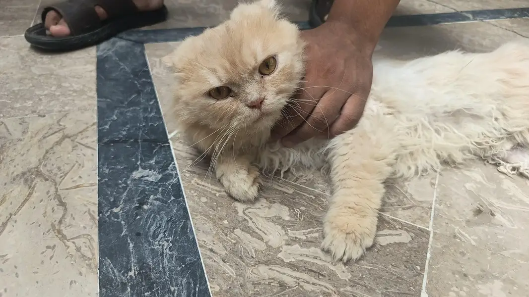 Persian cats for sale, — photo 3