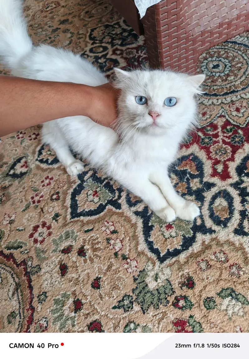 Persian cats for sale, — photo 4