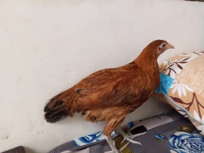 Desi pair of hen