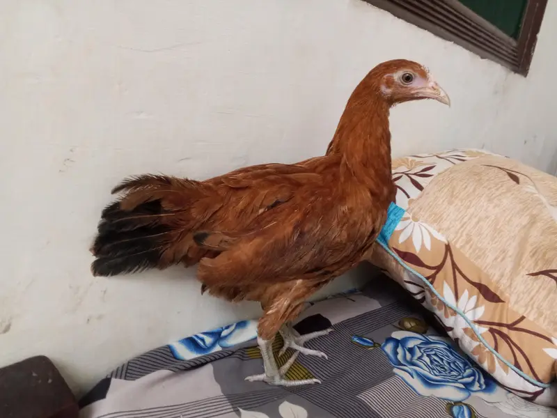 Desi pair of hen — photo 2