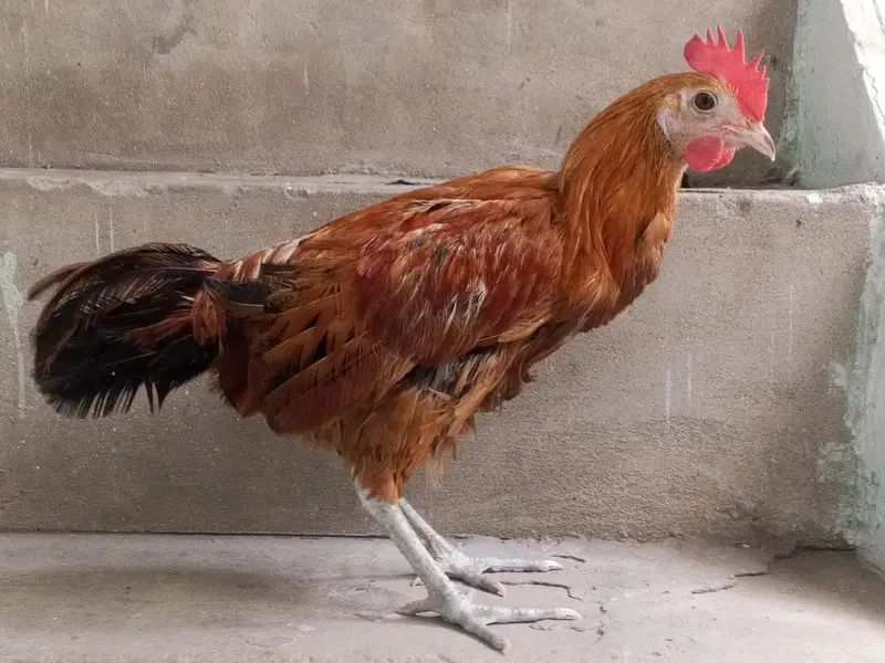 Desi pair of hen — photo 3