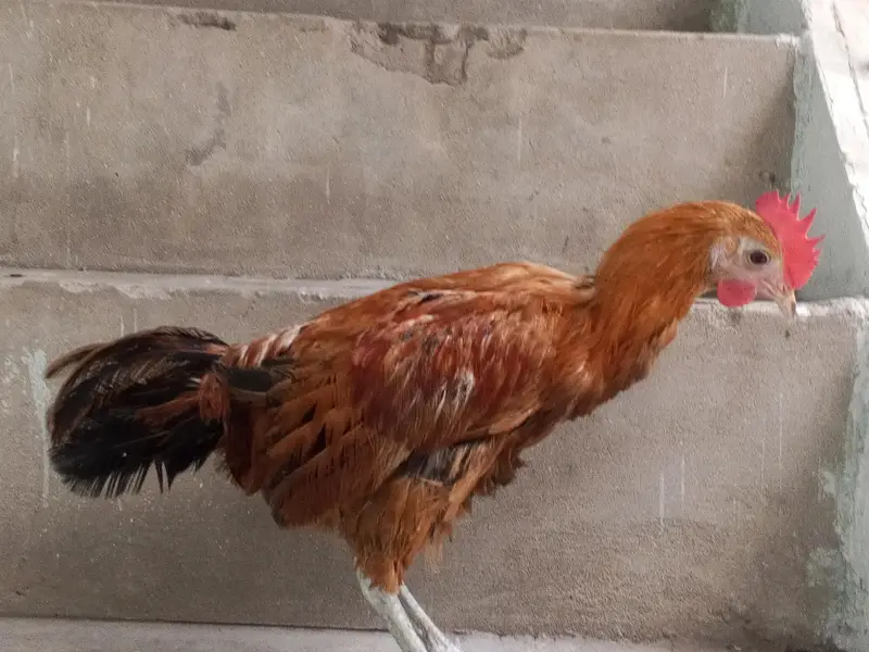Desi pair of hen — photo 4