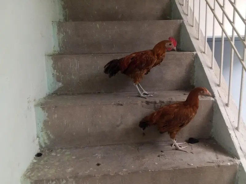 Desi pair of hen — photo 5