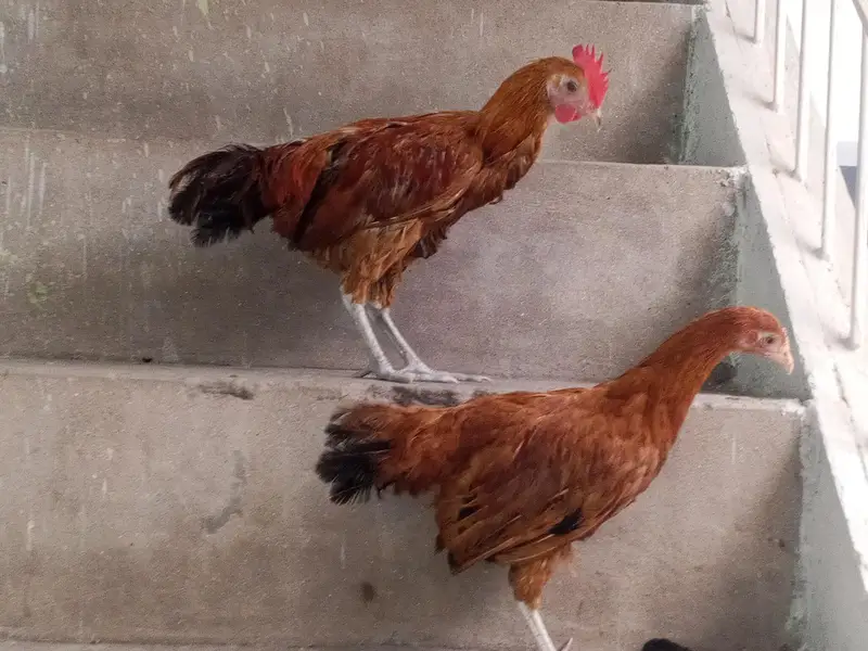 Desi pair of hen — photo 6