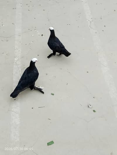 Black Mukkhi+whait Sherazi