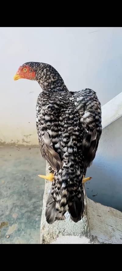 Coco colour aseel Madi for sale blue eyes