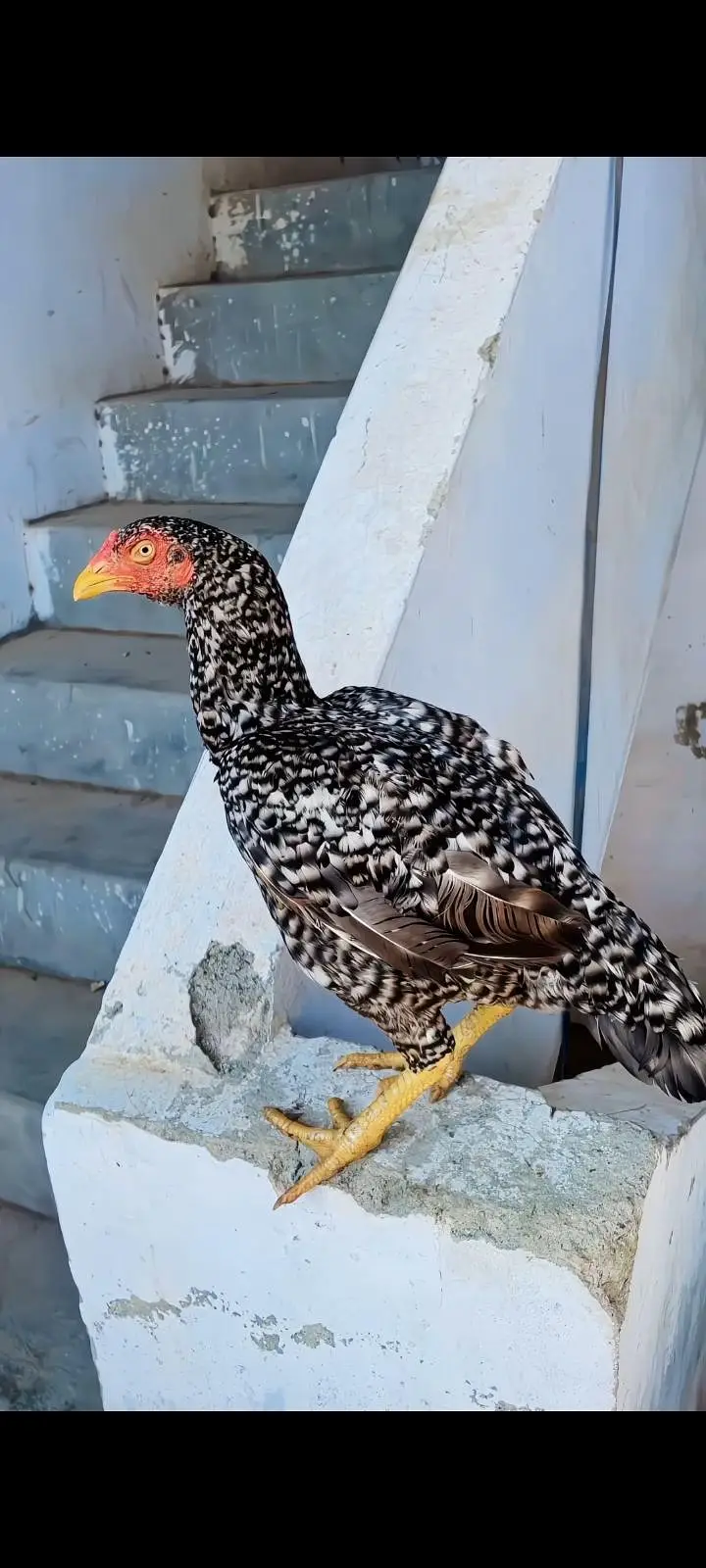 Coco colour aseel Madi for sale blue eyes — photo 2