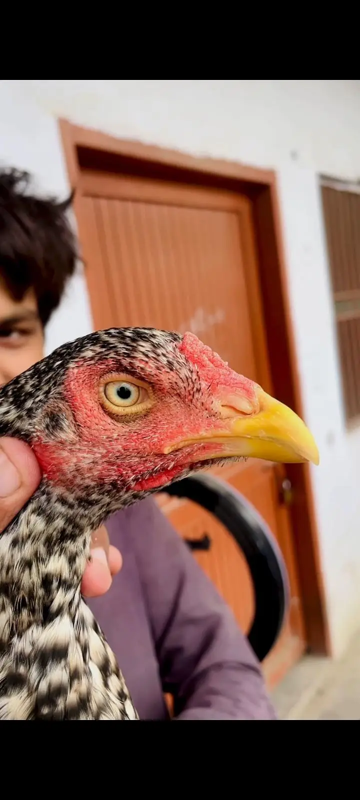 Coco colour aseel Madi for sale blue eyes — photo 3
