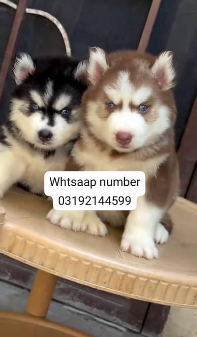 Siberian husky fore sale
