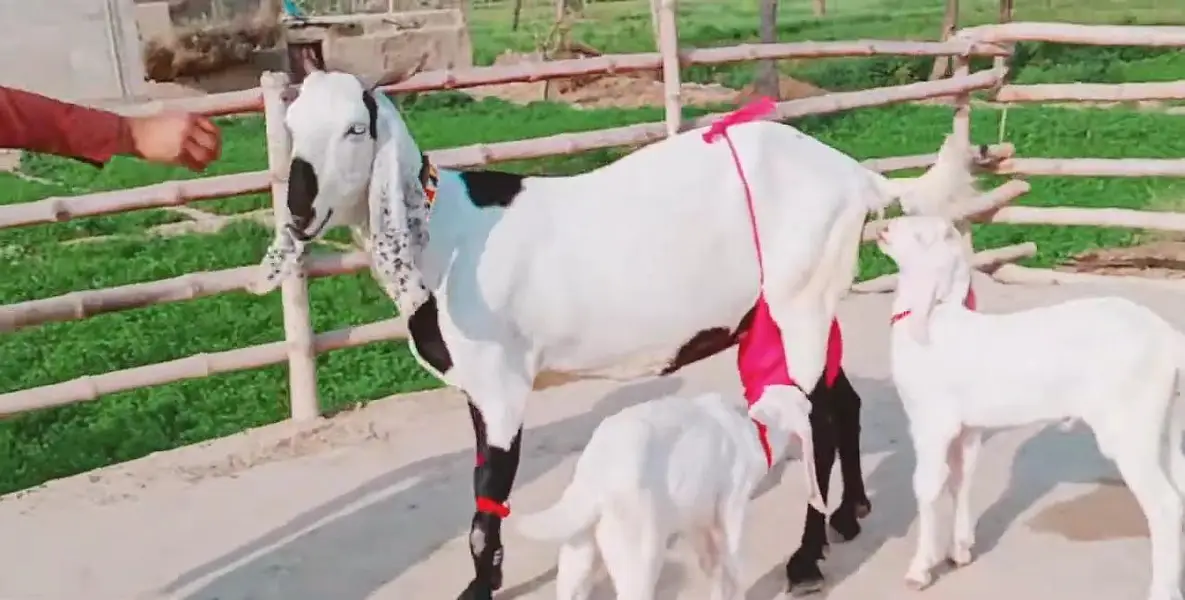 2 Bacchon ka sath Desi Bakri For Sale _ 03288110750 — photo 2