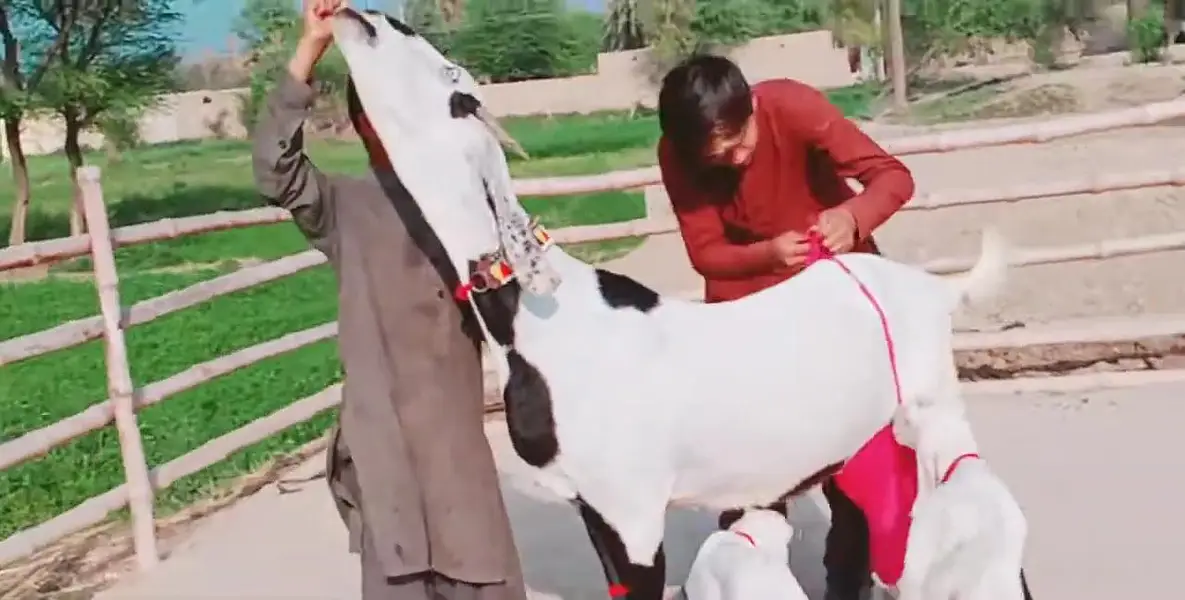 2 Bacchon ka sath Desi Bakri For Sale _ 03288110750 — photo 5