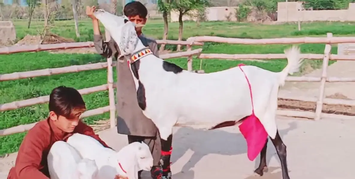 2 Bacchon ka sath Desi Bakri For Sale _ 03288110750 — photo 6